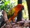 Beautiful closeup Macaw and Parrot birds in the public parks