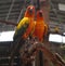 Beautiful closeup Macaw and Parrot birds in the public parks