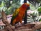 Beautiful closeup Macaw and Parrot birds in the public parks