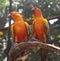 Beautiful closeup Macaw and Parrot birds in the public parks