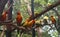 Beautiful closeup Macaw and Parrot birds in the public parks