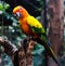 Beautiful closeup Macaw and Parrot birds in the public parks