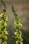 Beautiful closeup, macro photo of black mullein