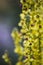 Beautiful closeup, macro photo of black mullein and flying wasp