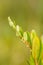 A beautiful closeup of a marsh foliage, plants.