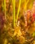 A beautiful closeup of a marsh moss. Macro photo of a swamp foliage.