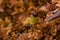 A beautiful closeup of a marsh moss. Macro photo of a swamp foliage.