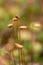 A beautiful closeup of a marsh moss. Macro photo of a swamp foliage.