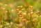 A beautiful closeup of a marsh moss. Macro photo of a swamp foliage.