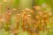 A beautiful closeup of a marsh moss. Macro photo of a swamp foliage.