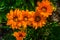 Beautiful closeup of orange treasure flowers, annual plant specie from africa, popular ornamental flower in horticulture
