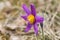 Beautiful closeup of a pasque flower - anemone pulsatilla