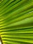 Beautiful closeup patterns on coconut palm leaf