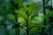 Beautiful closeup of peppermint leaves in the garden. Natural, fresh, cooling herbal tea