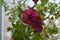 Beautiful closeup petunia flowers, leaves and buds