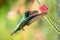 Beautiful, closeup photo of a hummingbird hovering near a pink flower in natural sunlight