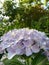 Beautiful Closeup photo of white flowers bunch in the garden . Partially blurred background