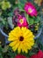 Beautiful Closeup photo of yellow flower in the garden . Partially blurred background