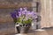 Beautiful closeup of planter with beautiful Bell flowers Campanula portenschlagiana of black pottery on background of log house