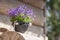 Beautiful closeup of planter  of black pottery with beautiful Bell flowers Campanula portenschlagiana in summer morning sunlight