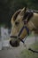 Beautiful closeup portrait of a brown horse with blue harness