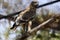 Beautiful closeup portrait of an eagle perched on a tree branch in a zoo cabin