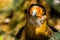 Beautiful closeup portrait of the face of a southern crested caracara, tropical bird specie from america