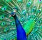 Beautiful closeup portrait of a indian peafowl showing its feathers, tropical ornamental bird specie from India