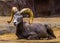 Beautiful closeup portrait of a male bighorn sheep, tropical animal specie from North America