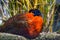 Beautiful closeup portrait of a male crimson horned pheasant, Horned pheasant specie from the himalaya mountains of asia