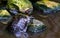 Beautiful closeup portrait of a red eared slider turtle, tropical reptile specie from America