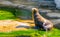 Beautiful closeup portrait of a sea lion sitting at the water side, Eared seal specie, Marine life animals