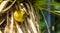 Beautiful closeup portrait of a village weaver bird, tropical bird specie from Africa