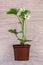 Beautiful closeup of a potted strawberry plant