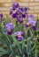 Beautiful closeup of purple bearded iris