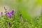 Beautiful closeup of purple colored campanula bellflower