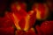 Beautiful closeup red orange tulip in blossom