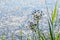 Beautiful closeup of seeding wildflowers on a sparkling lake