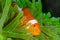 Beautiful closeup shot of a clownfish surrounded by bright green anemone