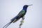 Beautiful closeup shot of a colorful swallow-tailed hummingbird on a branch