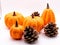 Beautiful closeup shot of four marbled pumpkins and three tree cones against a white background