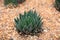 A beautiful closeup shot of hedgehog cacti or echinopsis cactuses or cacti