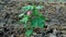 Beautiful Closeup Shot Of Indian Village Farm In BT Cotton Flowers Plant