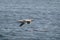Beautiful closeup shot of a lone gannet gliding over the sea
