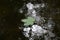 Beautiful closeup shot of a lone leaf floating in water