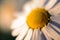 Beautiful closeup shot of a Mayweed - background concept