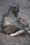 Beautiful closeup shot of a mother baboon breastfeeds her baby