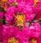 Beautiful closeup shot of pink Crepe Myrtle flower