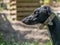 Beautiful closeup shot of the side profile of a greyhound dog