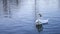 Beautiful closeup shot of two white swans swimming in blue lake reflecting sunshine, concept of love